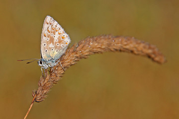 Little Butterfly (Polyommatus coridon) on a Grass with dewy wings.