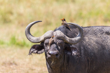 African buffalo watching with yellow-billed oxpecker on its head