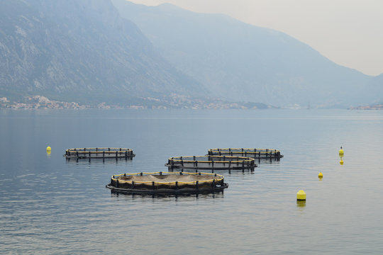 Fish farm in the bay of Kotor, Montenegro. Dark misty day at the end of summer season. Calm gray water in the bay