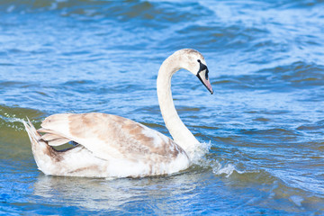 Young mute swan