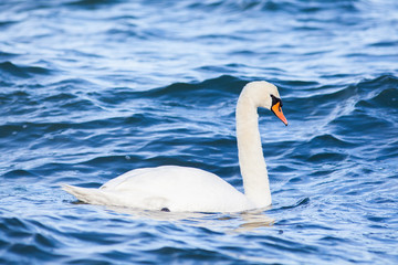 Obraz premium White mute swan