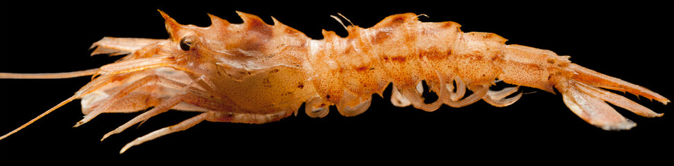 Shrimp Sclerocrangon ferox - inhabitant of the Kara Sea