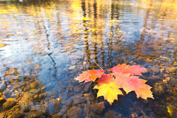detail of leaf with a creek in the autumn