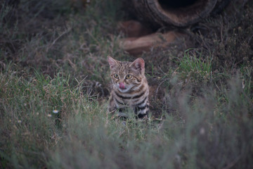A small black-footed cat licking its lips in the safety of its hiding spot © Fiona