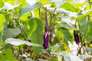 Purple eggplant hanging on the tree in the garden.

