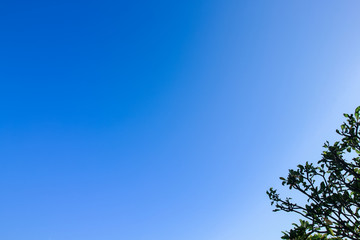 Clear blue sky as a background wallpaper, pastel sky wallpaper, with some part of the tree