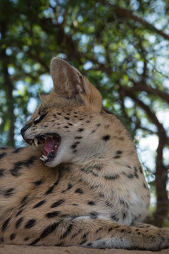 A tierboskat hissing 