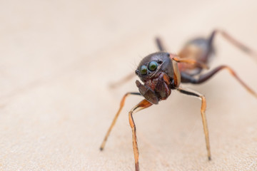 Close up female ant-mimic jumping spider on dried leaf