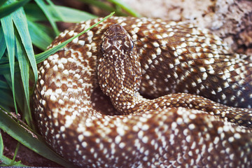 Crotalus Vegrandis Snake