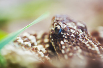Crotalus vegrandis snake