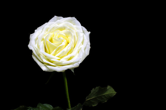 High contrast of black and white of the white rose on black background