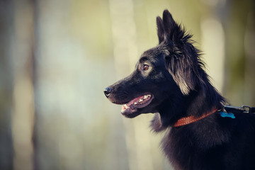 Portrait of a black domestic dog