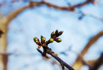 Spring tree bud