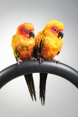 couple of sun conure parrot portrait in studio