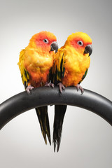 couple of sun conure parrot portrait in studio