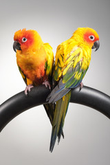 couple of sun conure parrot portrait in studio