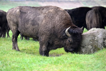 sad rock, huge buffalo bull seems to be cuddling a rock