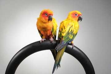 couple of sun conure parrot portrait in studio
