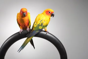 Crédence de cuisine en verre imprimé Perroquet couple of sun conure parrot portrait in studio