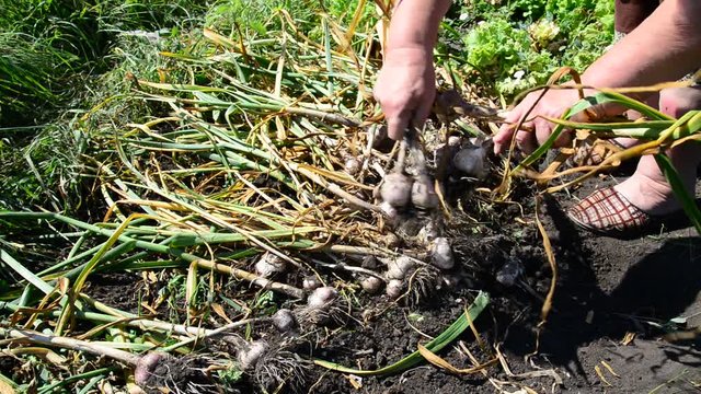 Woman collects garlic harvest