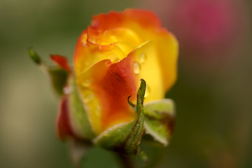 Rosebud on a green background