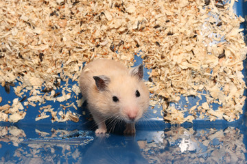 orange syrian hamster is climbing blue cage beg for something