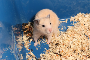 orange syrian hamster is trying to protect its food on the blue cage corner