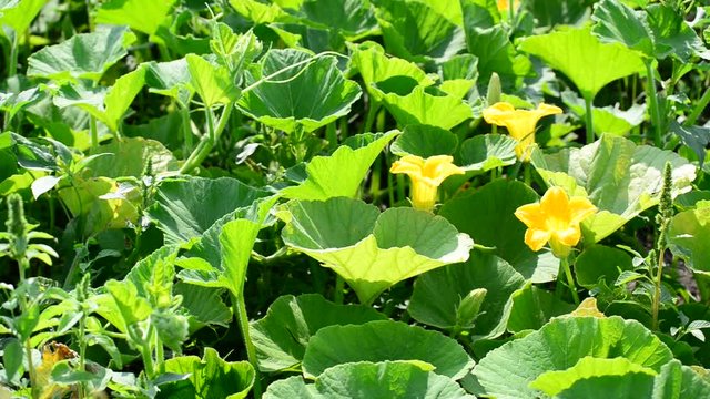 Field pumpkin with yellow flowers