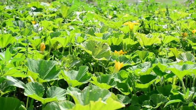 Field pumpkin with yellow flowers