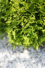 green Bush on a background of white stones