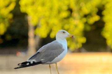 seagull portrait, on shiny background