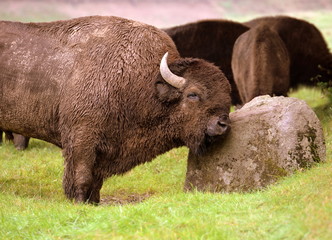 need somebody to lean on, huge buffalo bull is scratching his head on a rock