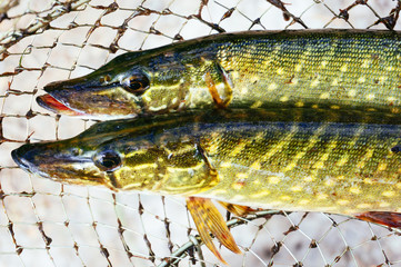 Freshly caught fish