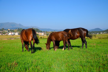 Naklejka na ściany i meble horses on green field, eating fresh grass