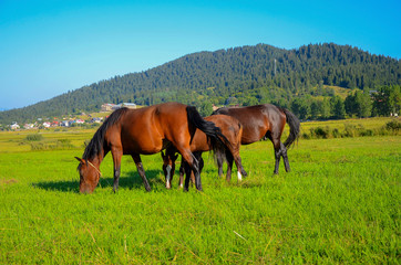 horses on green field, eating fresh grass