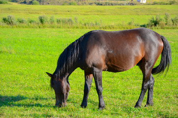 Naklejka na ściany i meble horse on green field, eating fresh grass