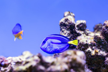Blue surgeonfish (Paracanthurus hepatus)
