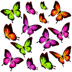 color butterflies,isolated on a white