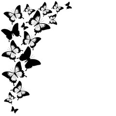 black butterflies,isolated on a white