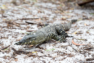 Monitor Lizard on Whitehaven Beach