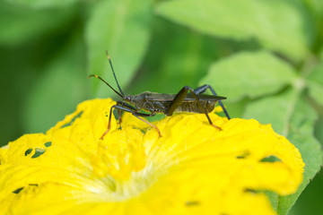 Insect - Notobitus montanus Hsiao eating yellow pumpkin flower