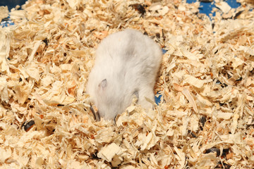 Djungarian Siberian winter Russian white dwarf hamster dig deep into wood havings