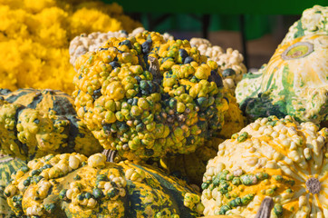 Pumpkins background: Pumpkin squashes offered for sale at pumpkin patch