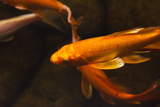 Colorful goldfish Japanese koi carp
