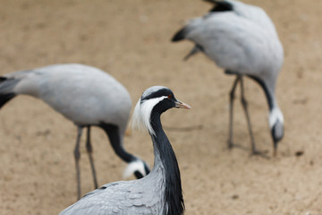 Naklejka premium Group of cranes standing