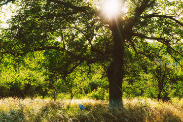 Fototapeta premium Sun lighted tree