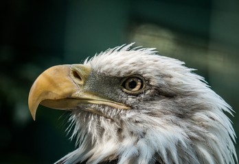 Bald Eagle 