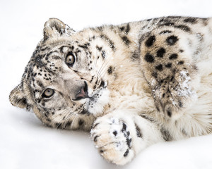 Playful Snow Leopard III