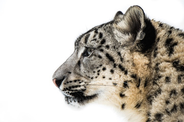 Snow Leopard XV