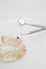 Fototapeta na wymiar Dental Teeth Model and dental tool